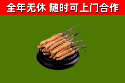 龙海市烟酒回收冬虫夏草.jpg