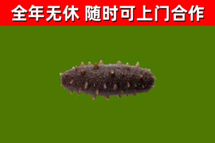 龙海市烟酒回收干海参.jpg